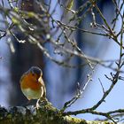 wann wird´s endlich frühling