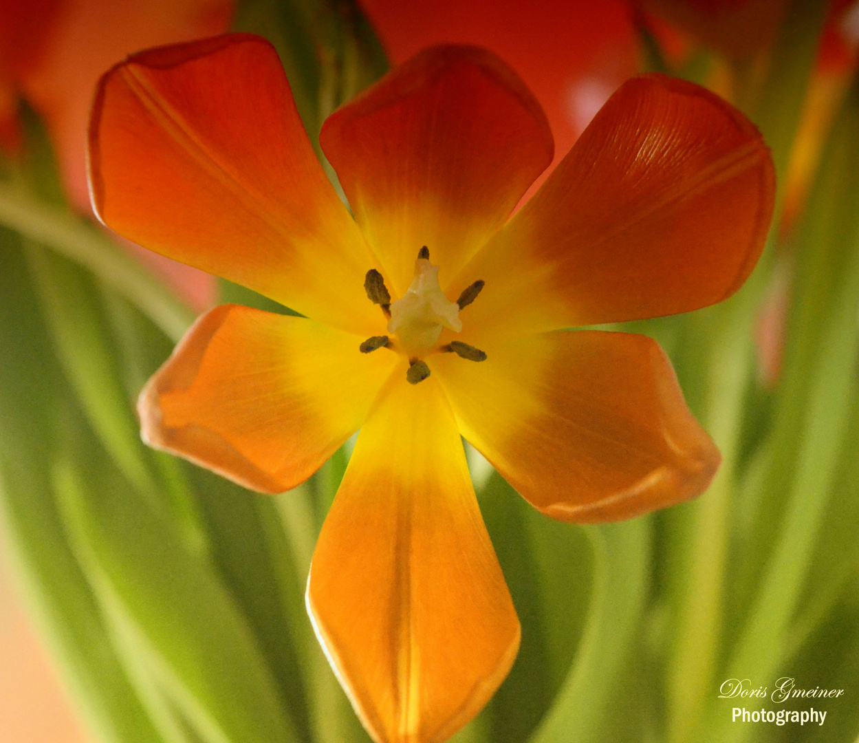 wann wirds endlich Frühling?