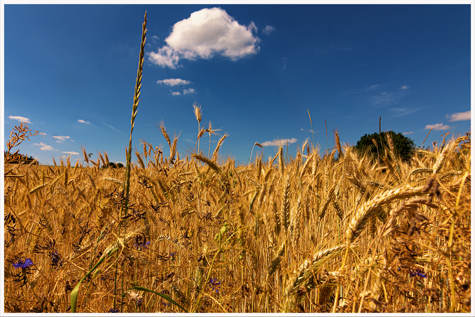 ... wann wird's endlich wieder Sommer