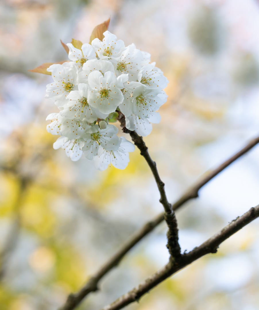 Wann wirds Frühling???