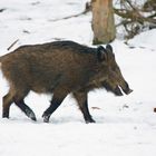 Wann wirds mal endlich wieder Frühling ? - Ein Frühling wie er früher einmal war ?