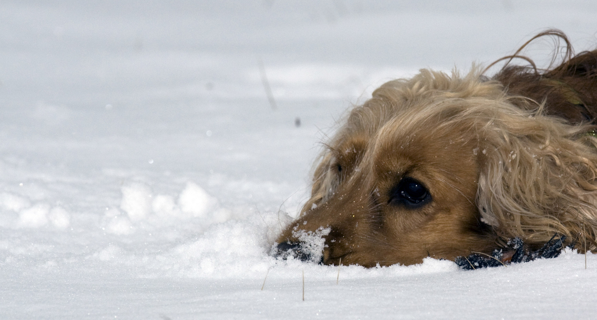 Wann wird´s mal endlich wieder SOMMER ?!?