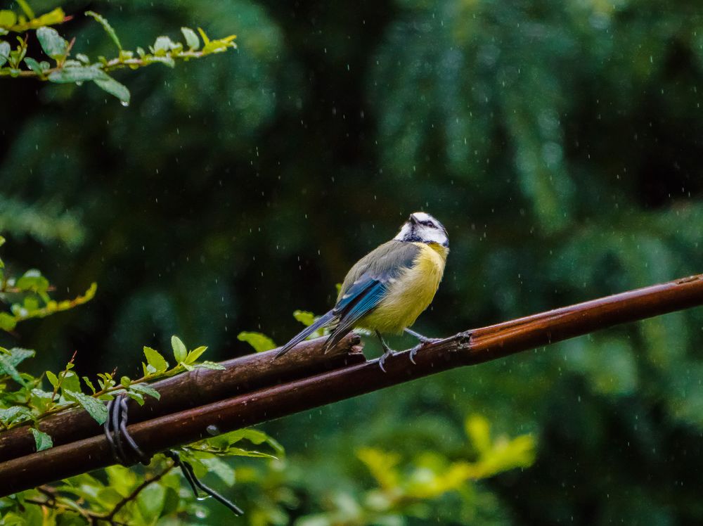 Wann wird's mal wieder richtig Sommer?