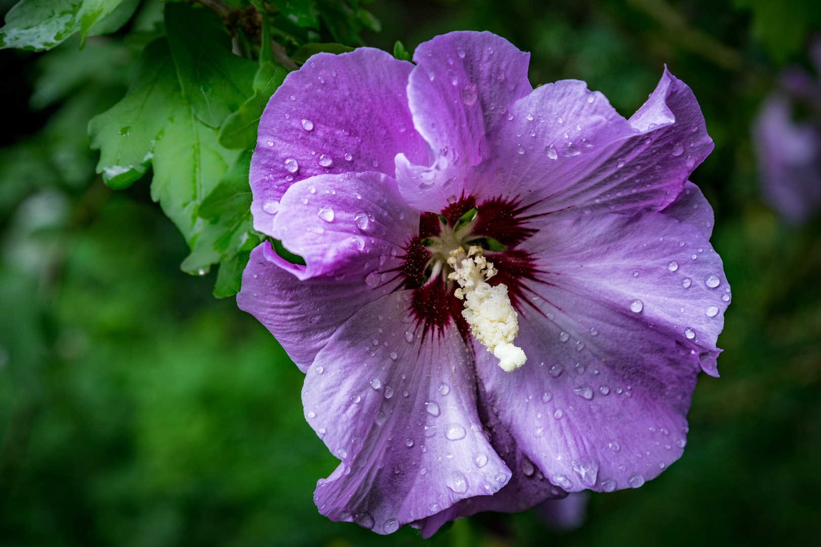 wann wird´s mal wieder richtig Sommer?