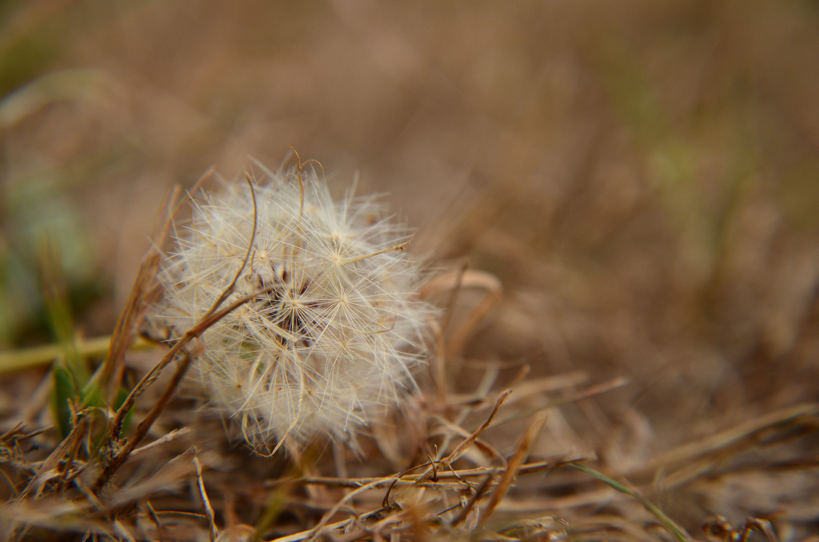 Wanna be tumbleweed --- Cichorioideae dandelion head