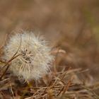 Wanna be tumbleweed --- Cichorioideae dandelion head