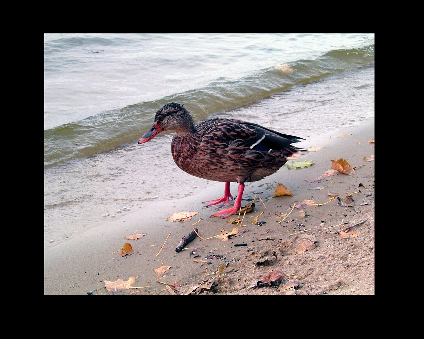 Wannsee-Ente