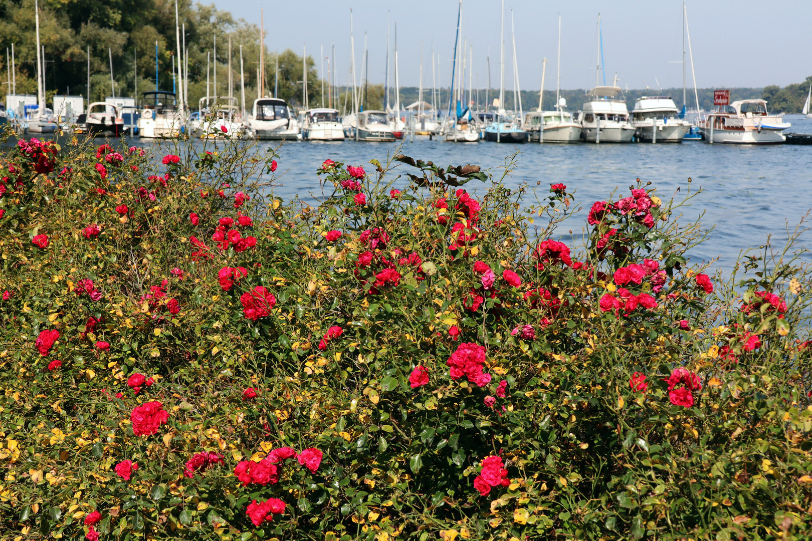 Wannsee - Idylle