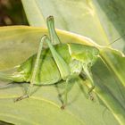 Wanstschrecke oder Large Saw-tailed Bush-cricket (Polysarcus denticauda)