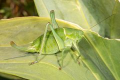 Wanstschrecke oder Large Saw-tailed Bush-cricket (Polysarcus denticauda)