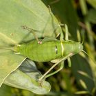 Wanstschrecke oder Large Saw-tailed Bush-cricket (Polysarcus denticauda)