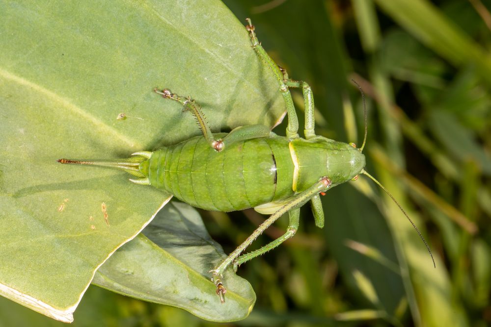 Wanstschrecke oder Large Saw-tailed Bush-cricket (Polysarcus denticauda)