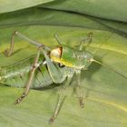 Wanstschrecke oder Large Saw-tailed Bush-cricket (Polysarcus denticauda)