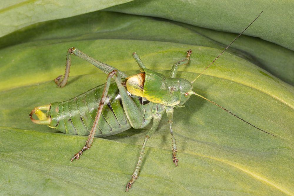 Wanstschrecke oder Large Saw-tailed Bush-cricket (Polysarcus denticauda)