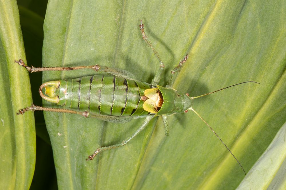 Wanstschrecke oder Large Saw-tailed Bush-cricket (Polysarcus denticauda)