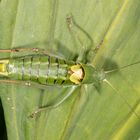 Wanstschrecke oder Large Saw-tailed Bush-cricket (Polysarcus denticauda)