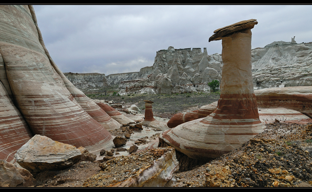 wanted: two small zebra hoodoos