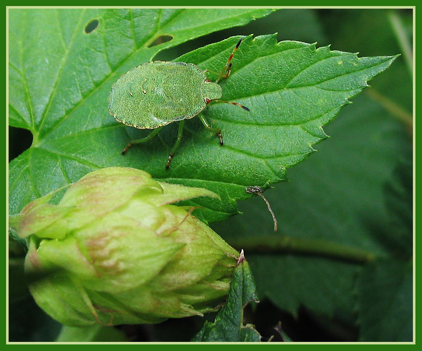 Wantze auf Hopfen