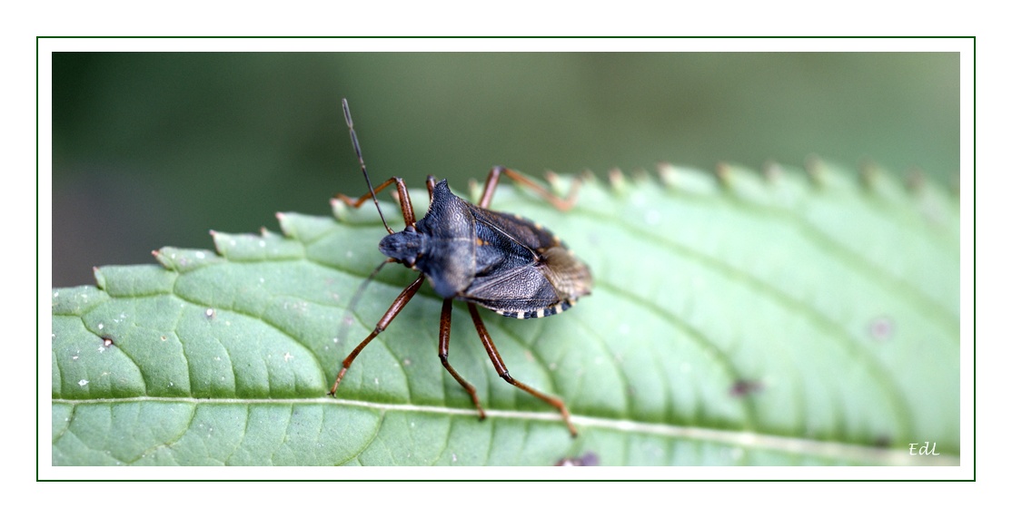 Wanze 1 "Pentatoma Rufipes