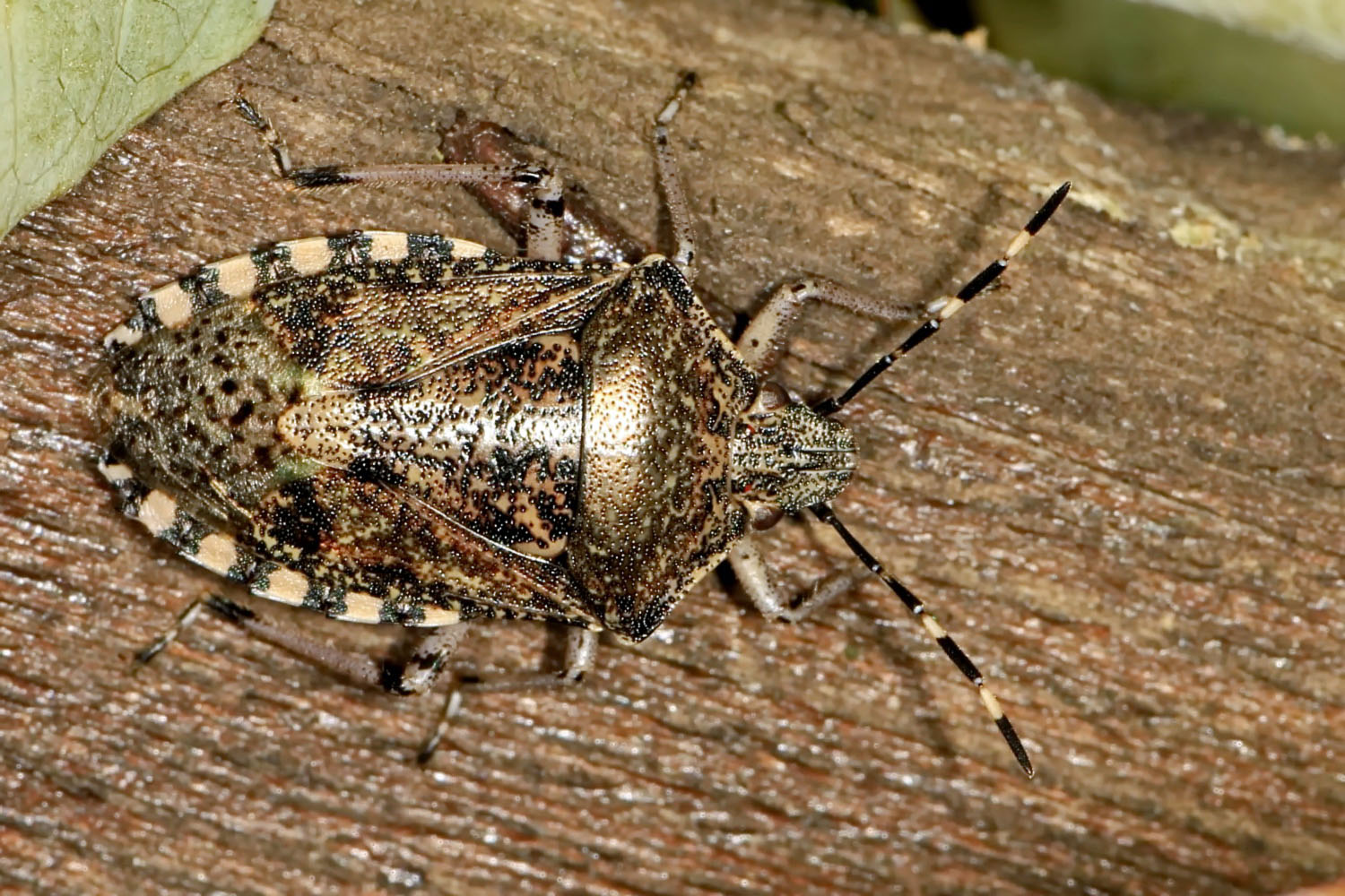Wanze Foto & Bild | andere insekten, fotos, nature Bilder auf fotocommunity