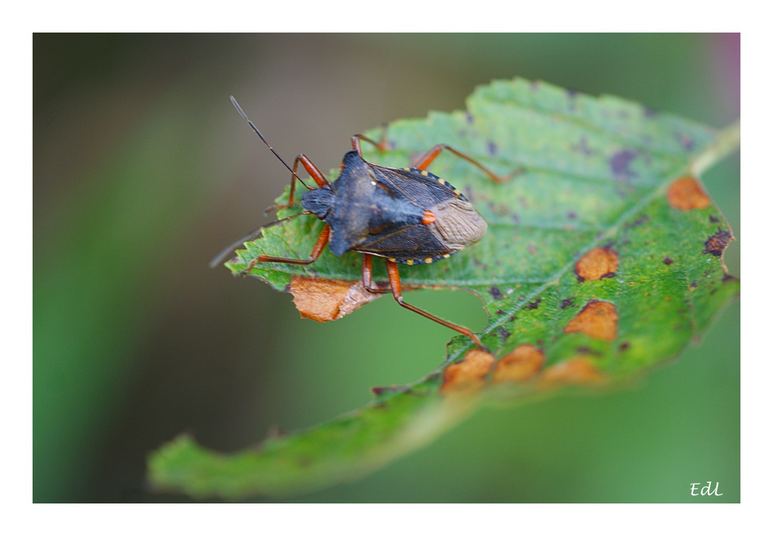 Wanze  2 / Pentatoma Rufipes