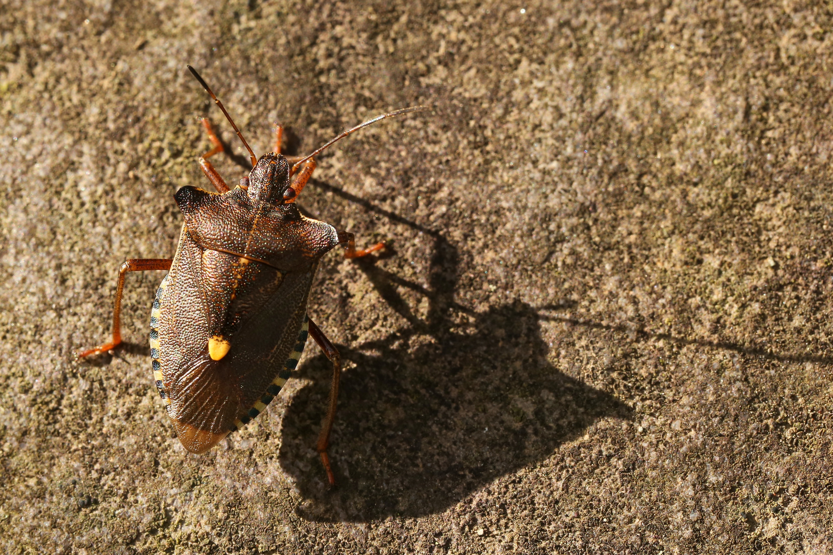 Wanze (2017_07_30_EOS 6D_5361_ji)