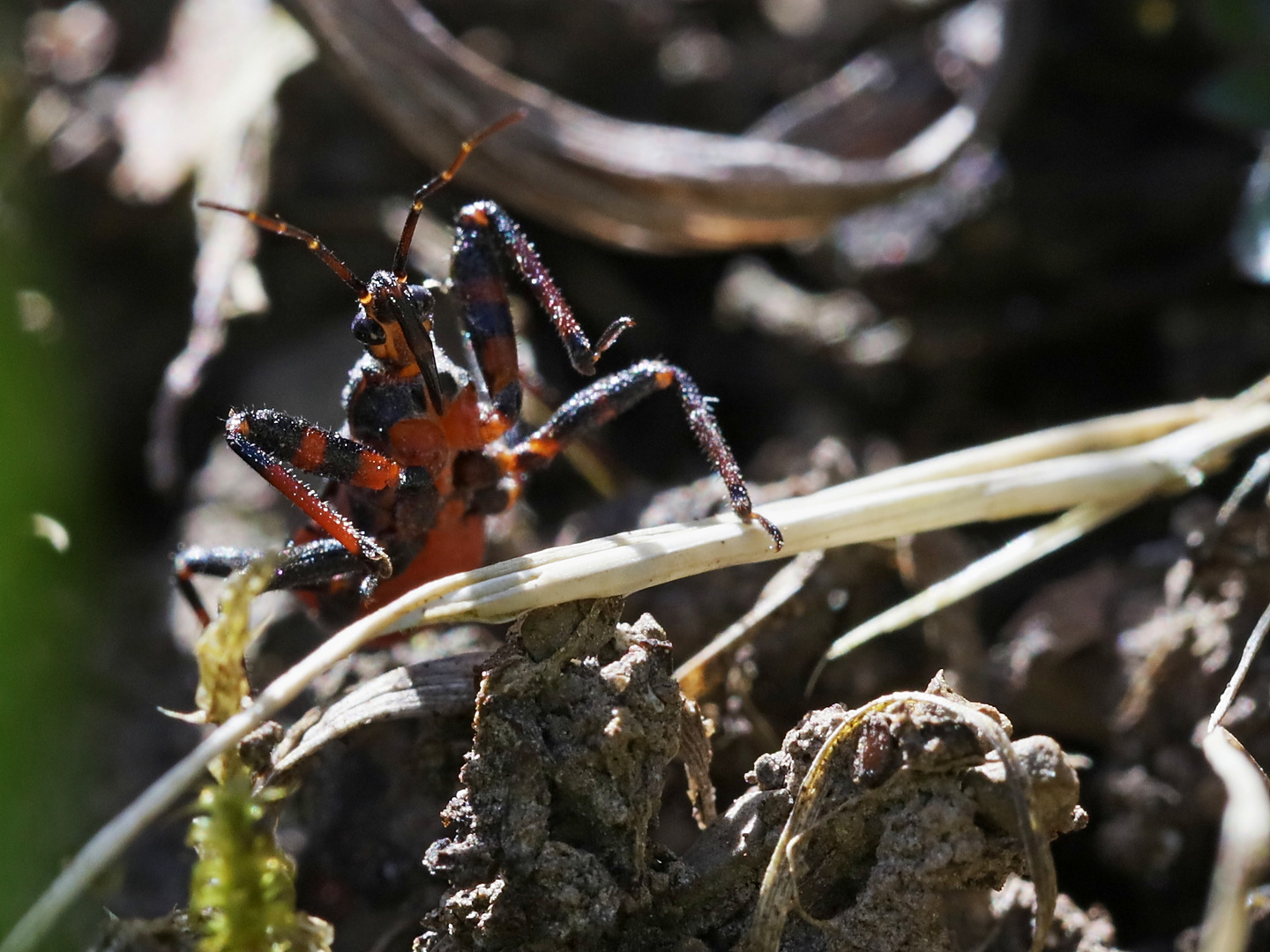 Wanze (2018_04_07_EOS 6D Mark II_0829_ji)