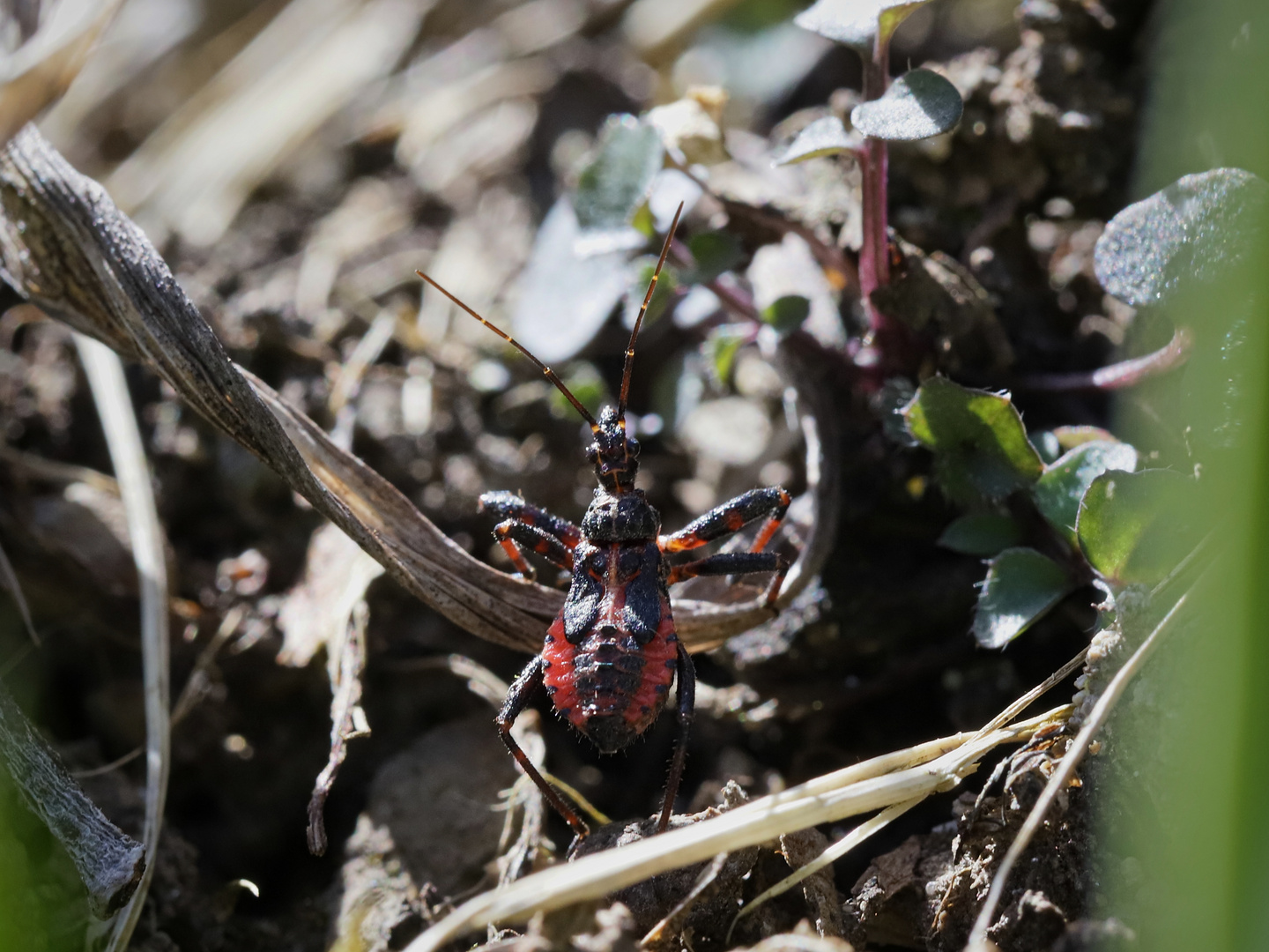 Wanze (2018_04_07_EOS 6D Mark II_0832_ji)