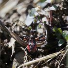 Wanze (2018_04_07_EOS 6D Mark II_0832_ji)