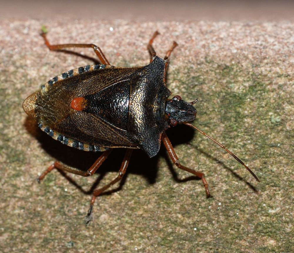 Wanze Foto & Bild | tiere, tierdetails, natur Bilder auf fotocommunity