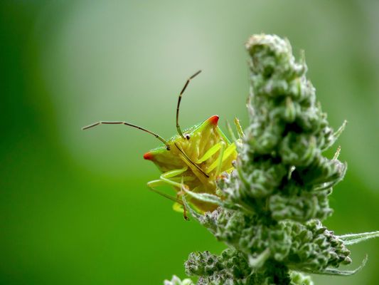 Wanze (Acanthosoma haemorrhoidale)
