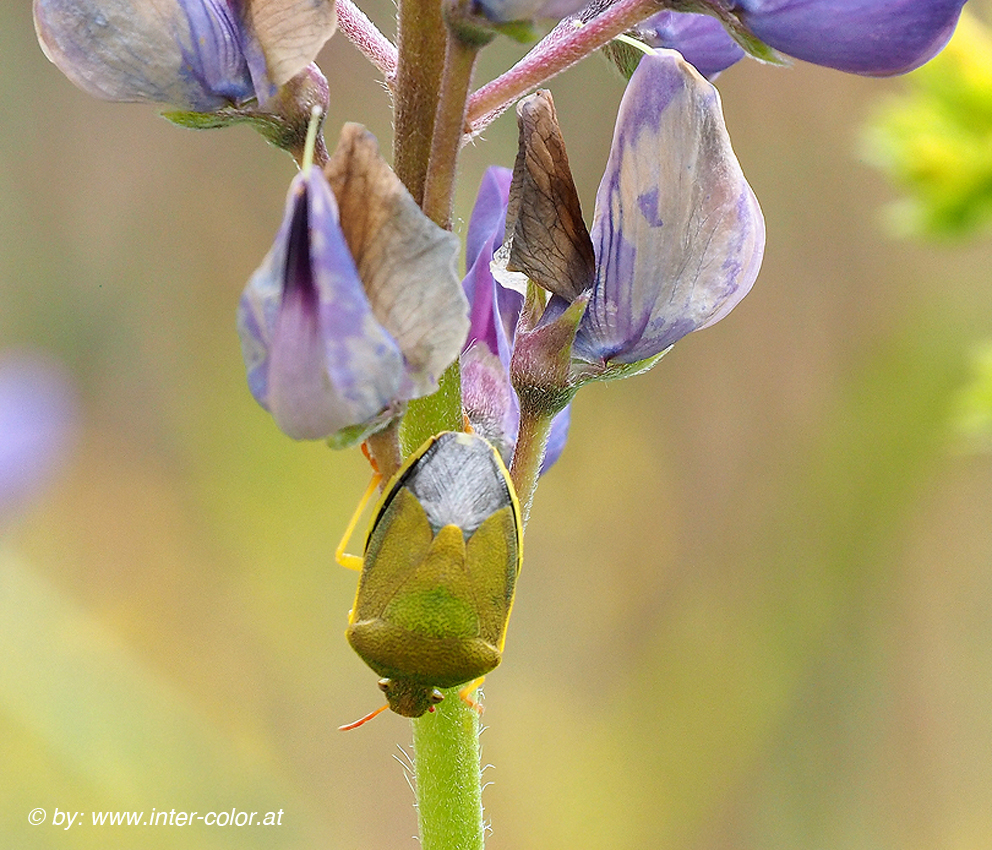 Wanze, Acanthosoma haemorrhoidale;