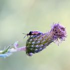 Wanze an Distel (Rote Weichwanze)