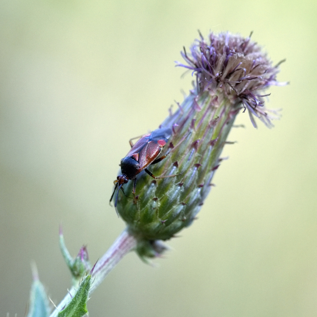 Wanze an Distel (Rote Weichwanze)