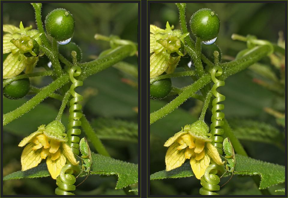 Wanze an Zaunrübe [3D]