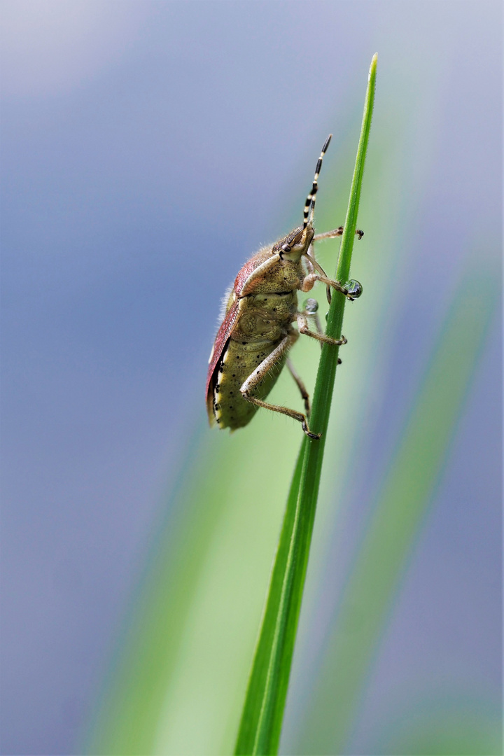 Wanze auf Ansitz