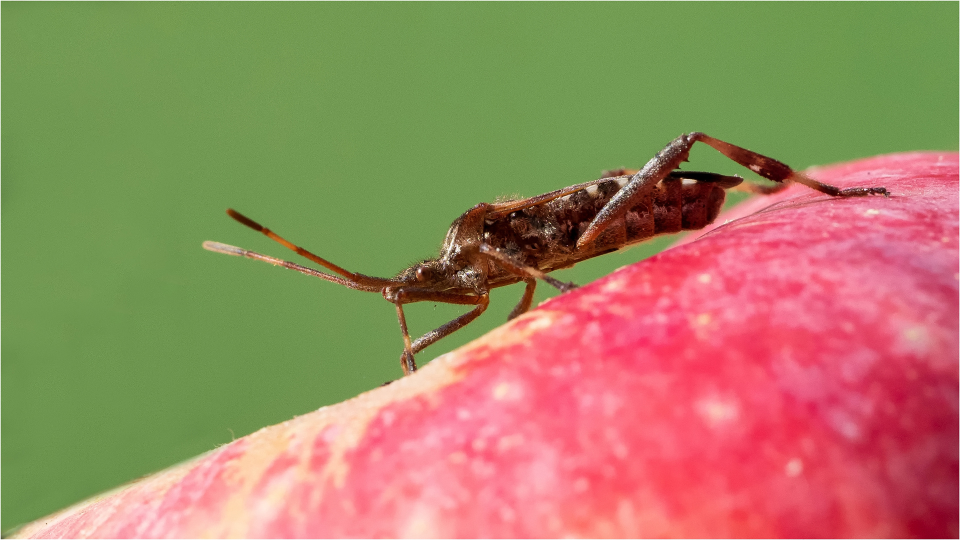 Wanze auf Apfel-Trip ..... 2