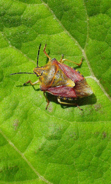Wanze auf Blatt