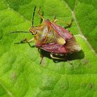 Wanze auf Blatt
