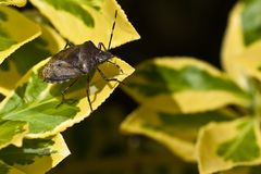 Wanze auf Blatt