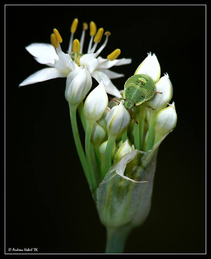 Wanze auf Blümchen