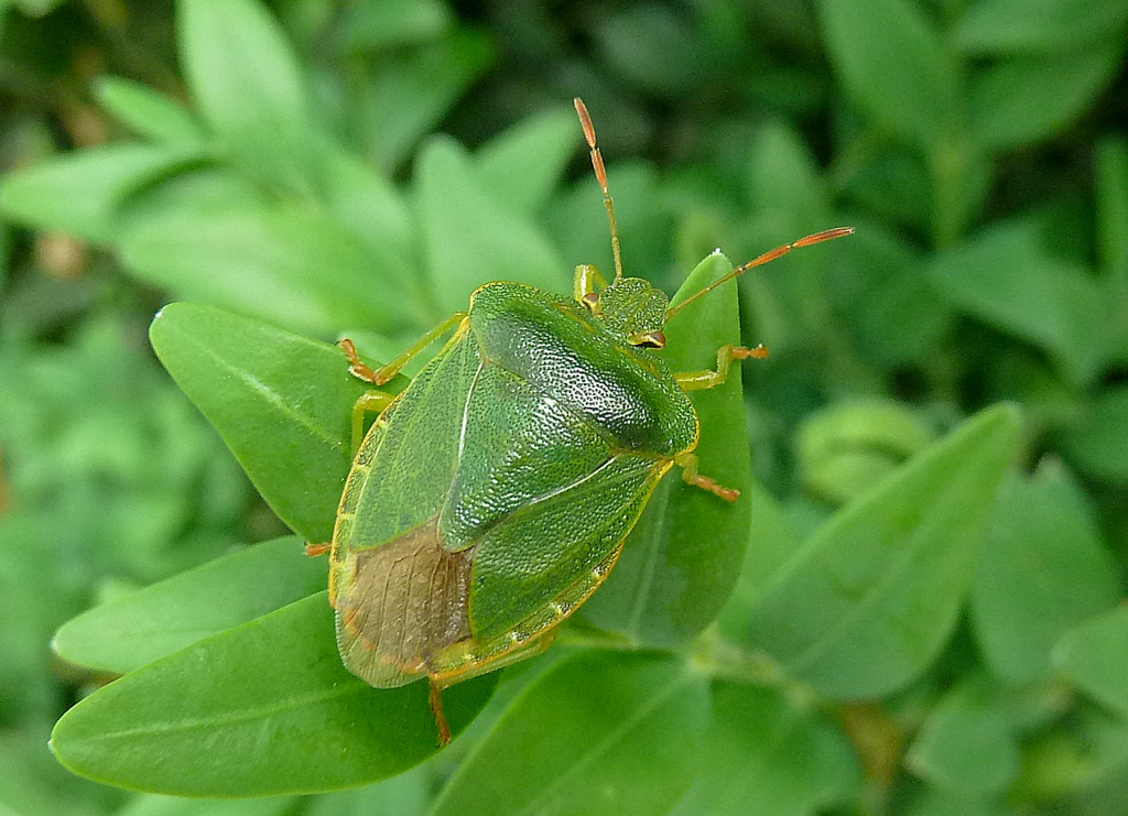 Wanze auf Bux