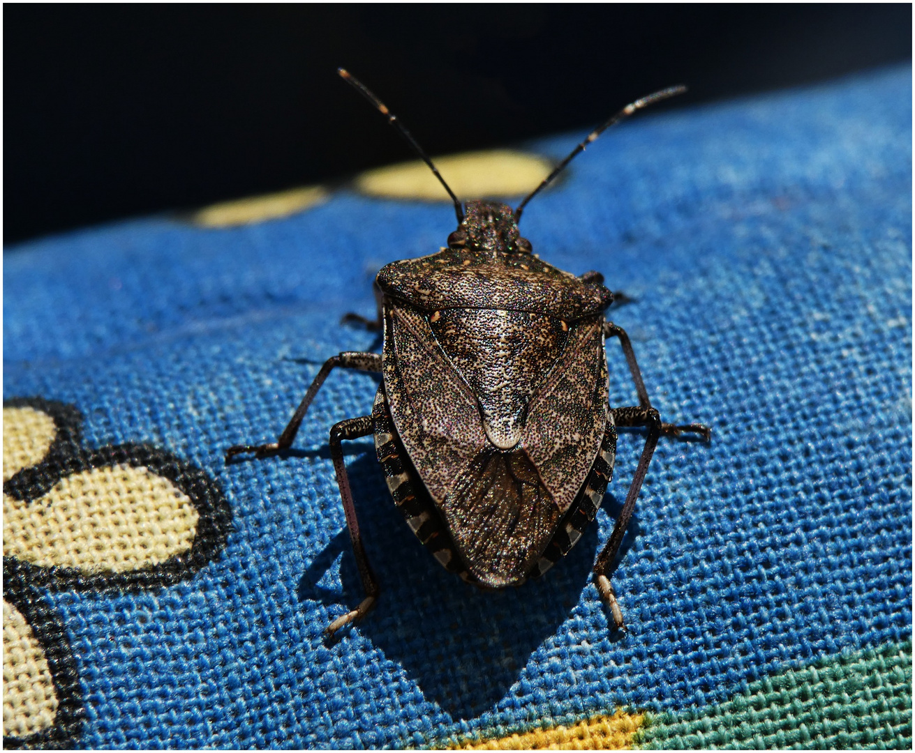 Wanze auf dem Gartenstuhl Foto & Bild natur, insekten, tiere Bilder