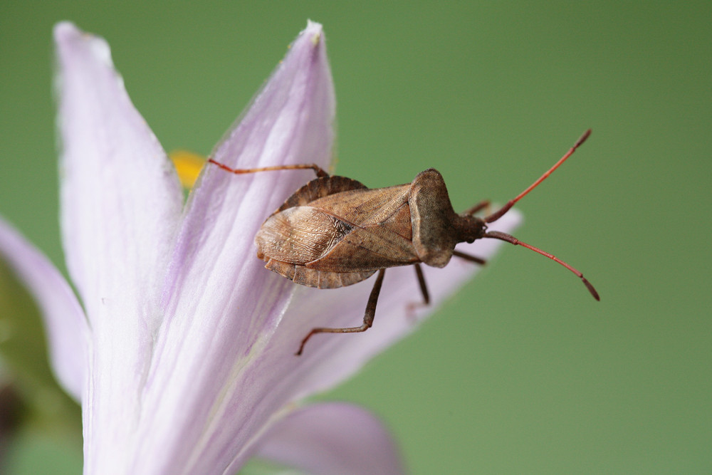 Wanze auf der lila Blüte