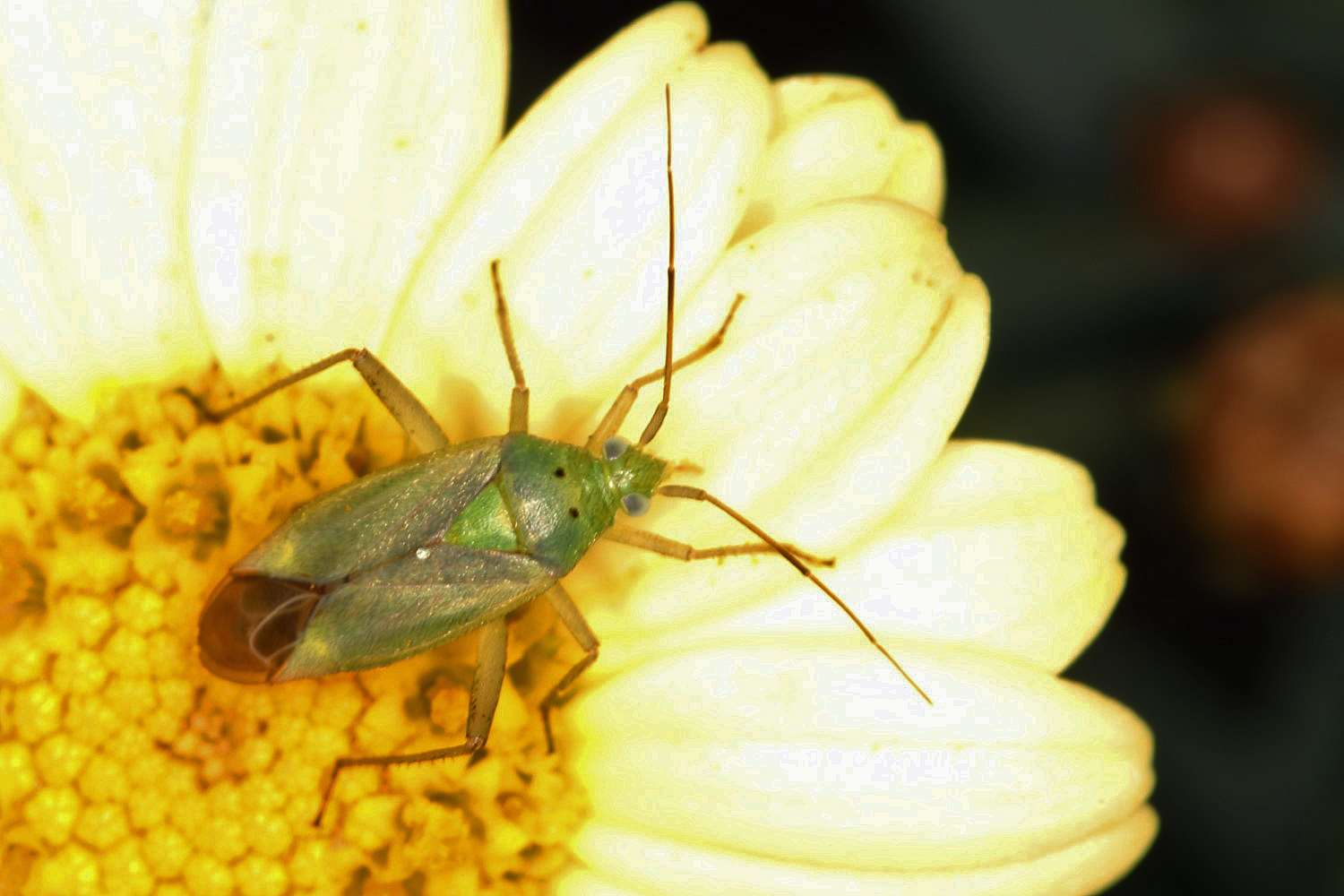 Wanze auf der Margeritenblüte