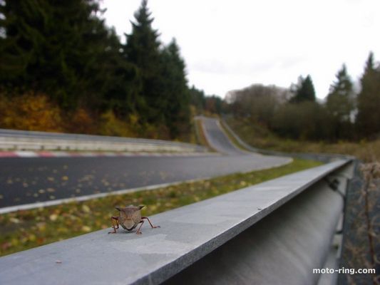 Wanze auf der Planke