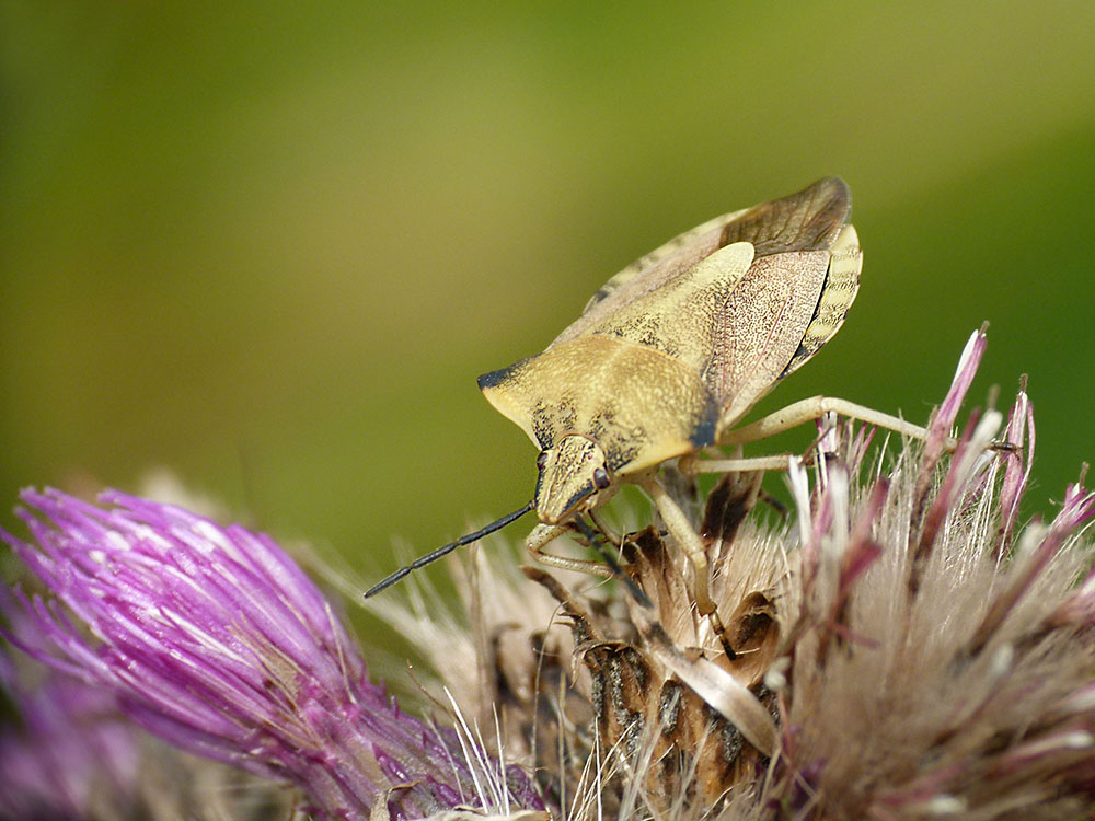 Wanze auf Distel I (Nördliche Fruchtwanze)