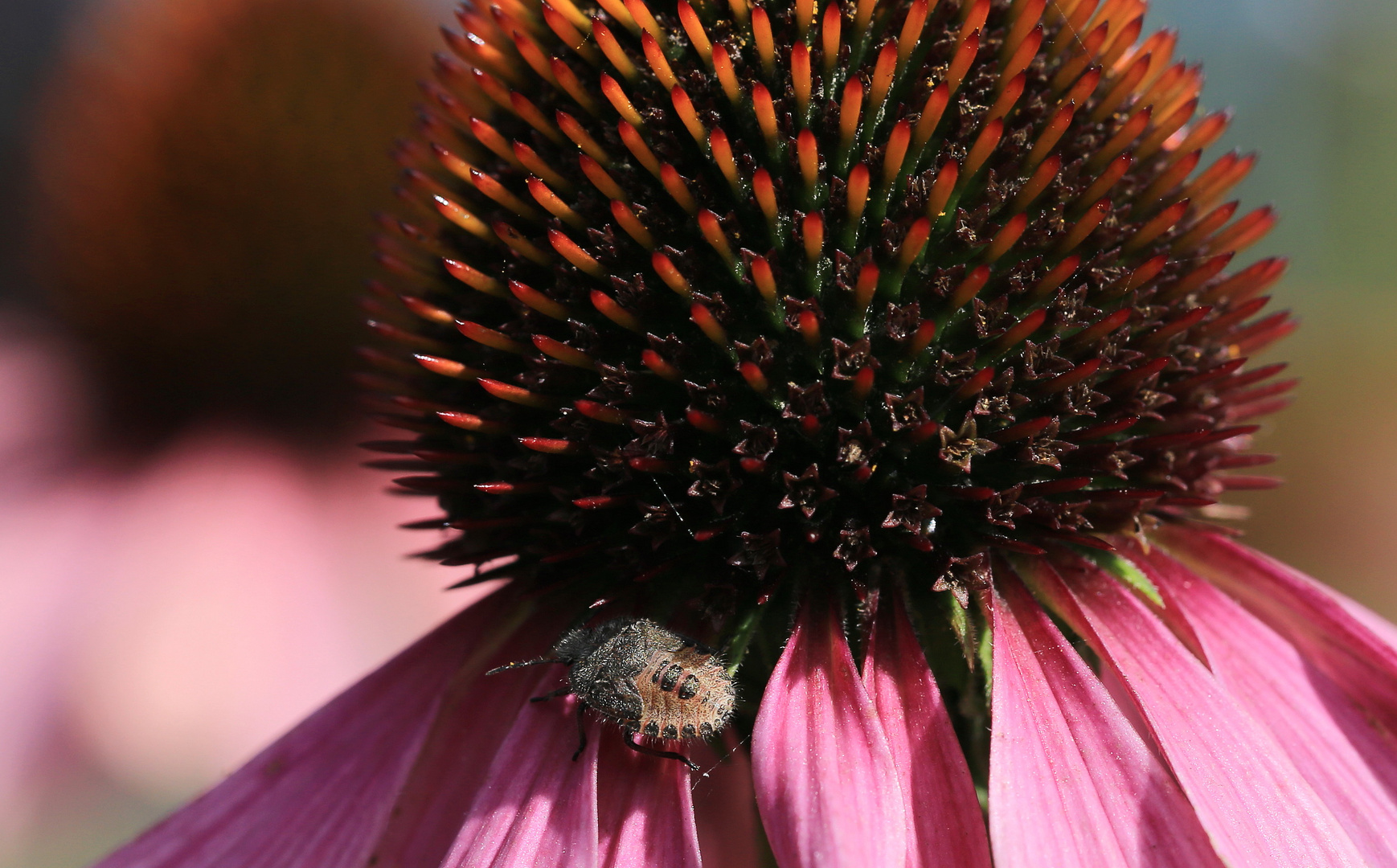 wanze auf echinacea