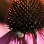 wanze auf echinacea