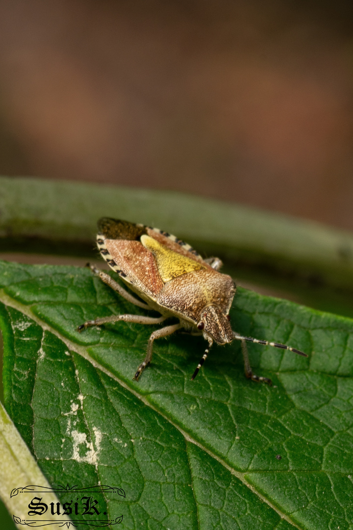 Wanze auf ein Sommerfliederblatt